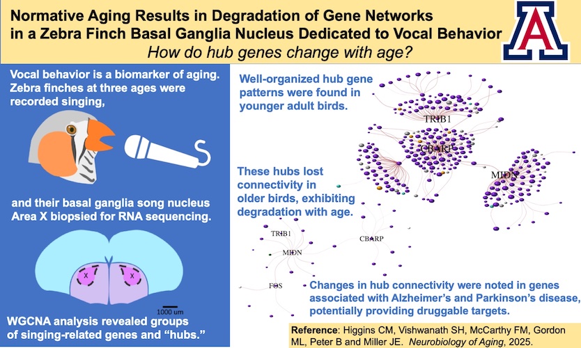 Graphical abstract